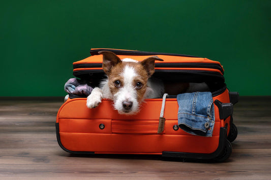 Traveling with Your Pet: Essentials for a Stress-Free Journey