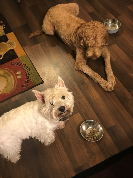 MEET THE GARRY AND LINDA GRIFFITH’S FURBABYS  WHITEY THE WESTIE AND SADIE THE GOLDENDOODLE