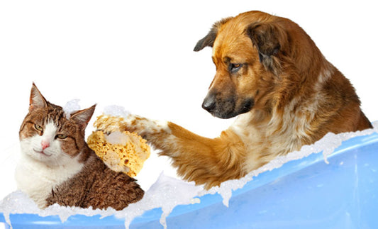 Grooming Your Pet: Tips and Benefits
