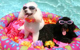 KEEPING YOUR DOG COOL IN SUMMER