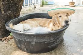 Hot weather tips for dogs