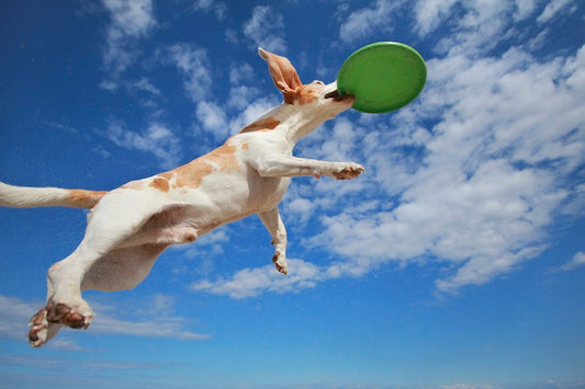 The Top 10 Must-Have Dog Toys for Every Active Pup